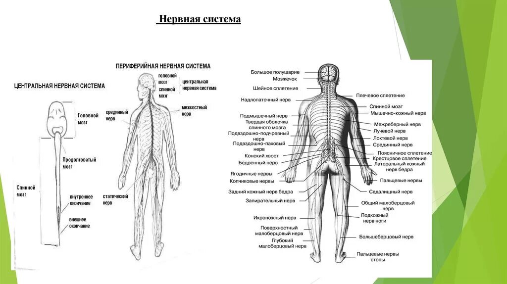 Тело управляет человеком. Схемы организм биологическая система человека. Схема организм как биологическая система 5 класс. Организм человека как сложная система. Человек сложная система.