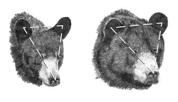 Какая голова у медведя. Строение головы медведя. Строение морды медведя. Внешнее строение медведя. Пропорции головы медведя.