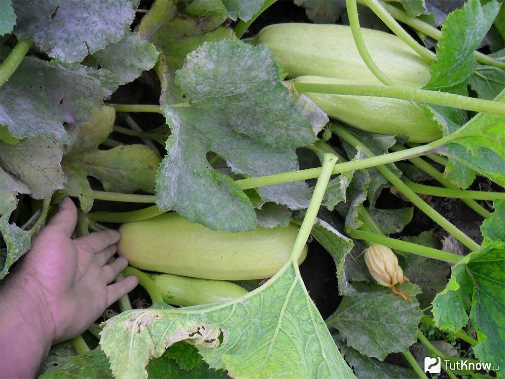 Кустовой кабачок в открытом