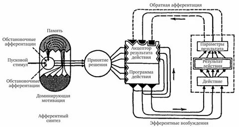 Функциональные системы животных