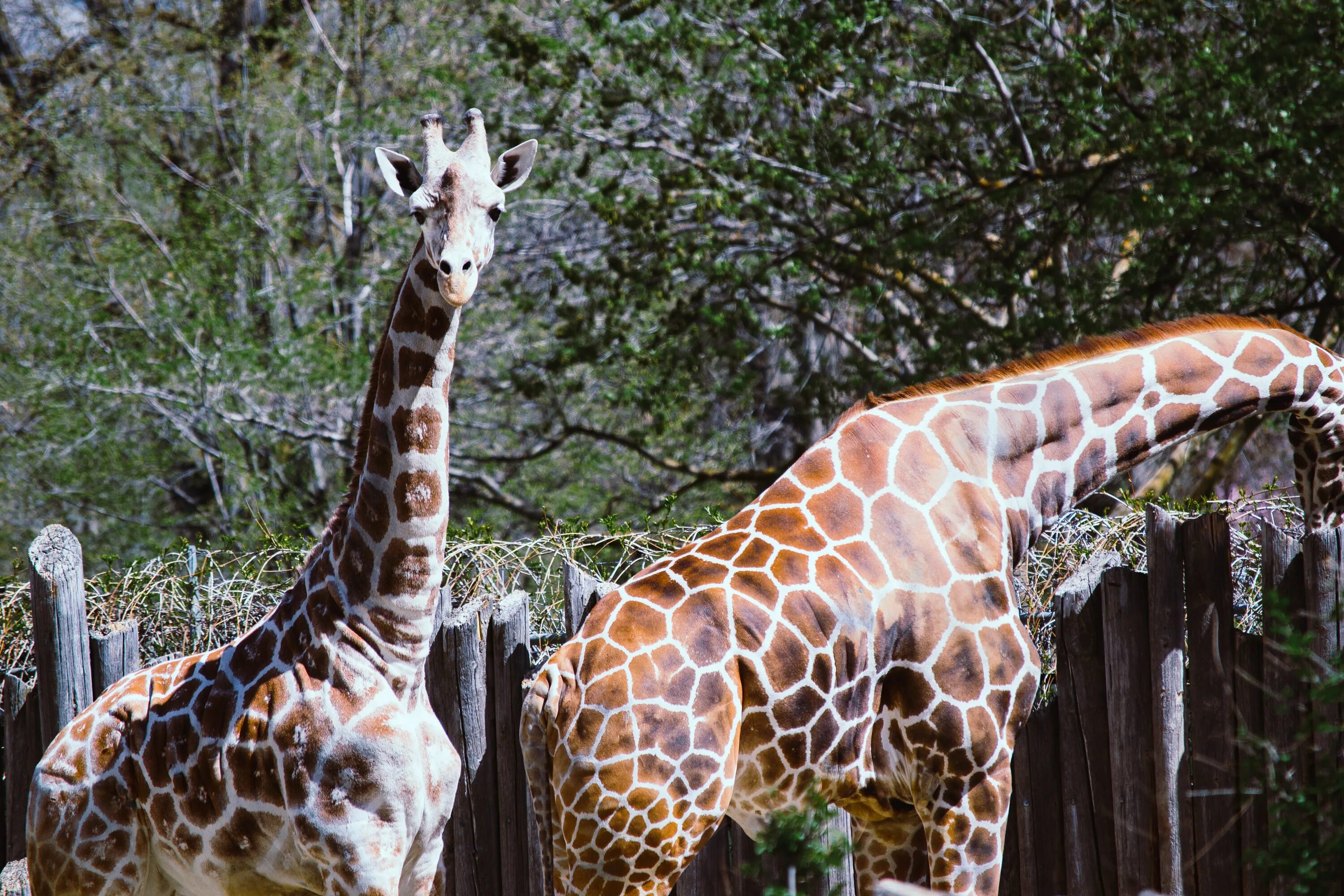 Жираф среда обитания. Сафари парк Жираф. Жираф из сафари парка. Животные с длинной шеей кроме жирафа. Заповедник Гроенклуф Жирафы.