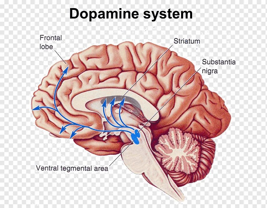 Прилежащее ядро (Nucleus accumbens). Дофаминергическая система головного мозга. Nucleus accumbens в головном мозге. Мезолимбическая система прилежащее ядро.