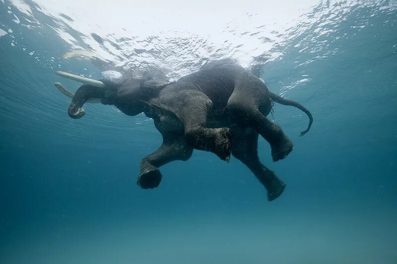 Elephant swim. Слон плывет. Слоны плавают. Слон плывет под водой. Слон в воде.