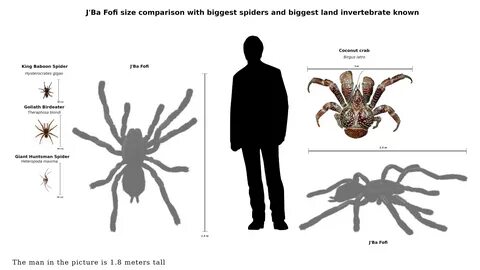 J'Ba Fofi size chart. 