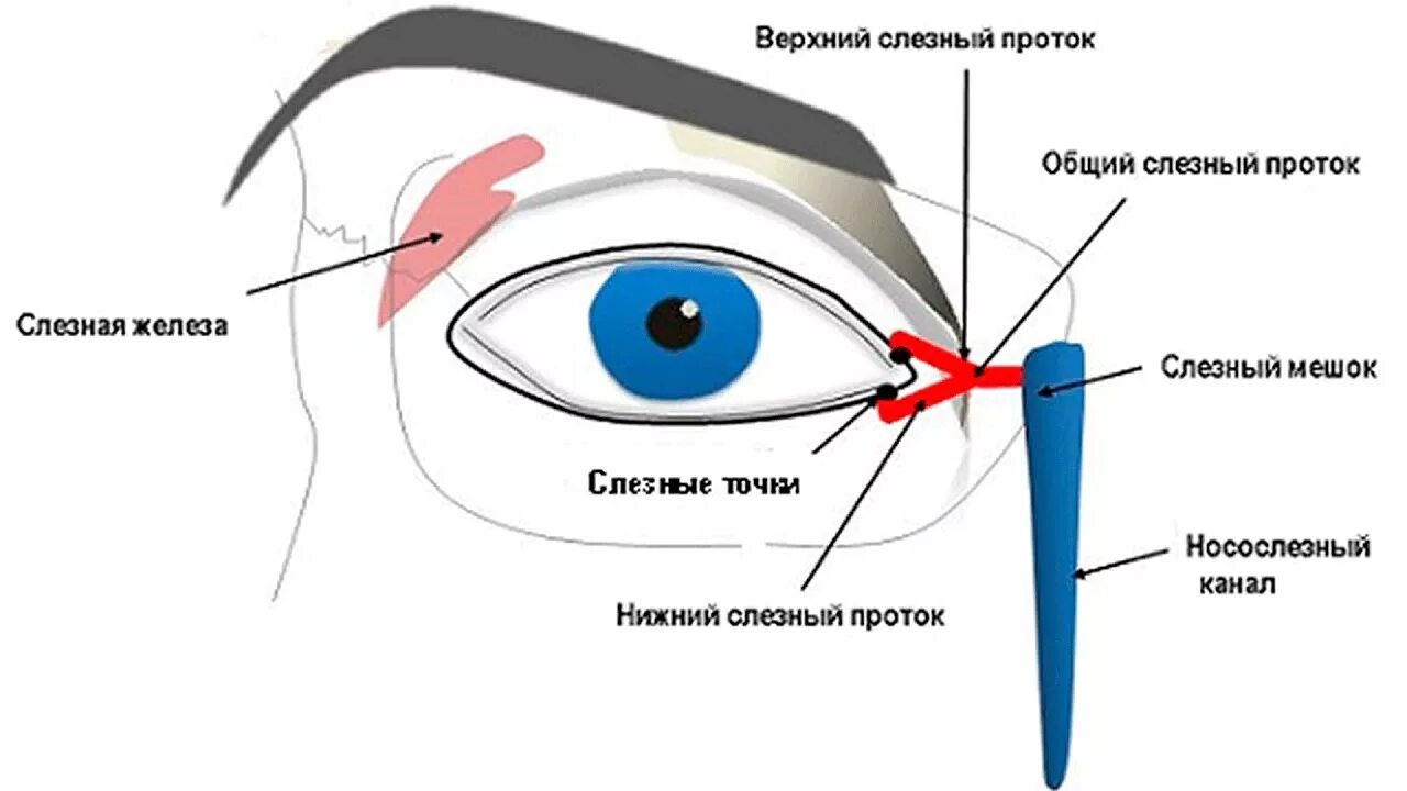 Как прочистить слезные каналы. Анатомия глаза слезного канала. Строение глаза слезный канал. Строение слезоотводящих путей глаза. Анатомия глаза слезный мешок.