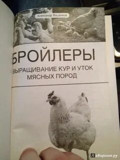 Мясные породы кур бройлеров