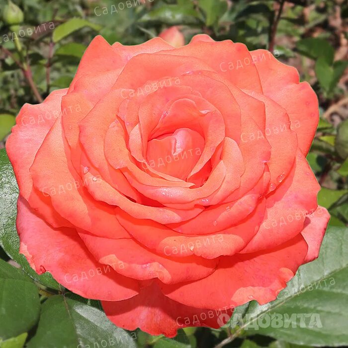 Роза Амалия - купить с доставкой по выгодным ценам в интернет-магазине OZON (107