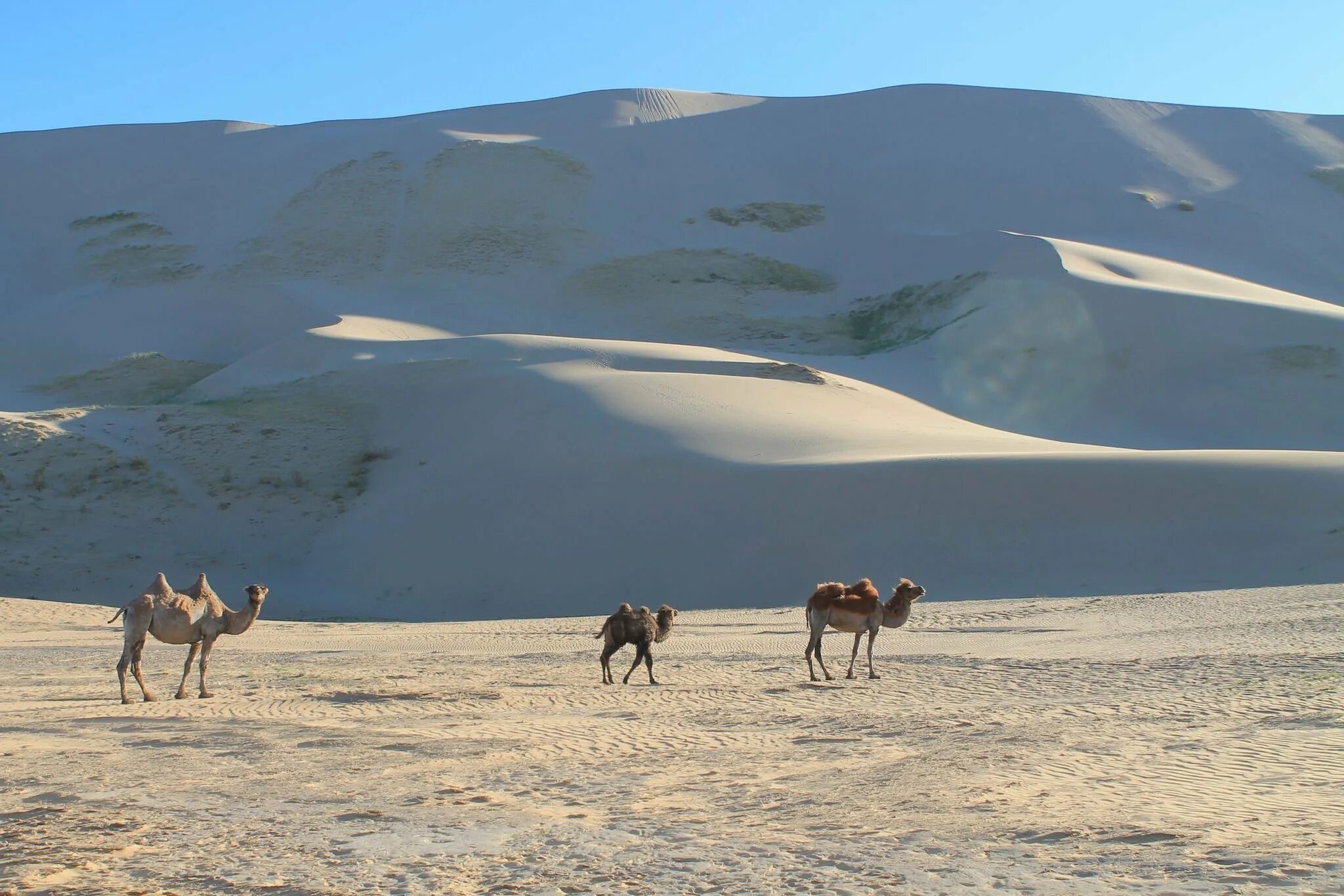 Гоби это пустыня. Монголия Гоби. Монголия красный Гоби. Пустыня Гоби Евразия. Мохаве пустыня Гоби.