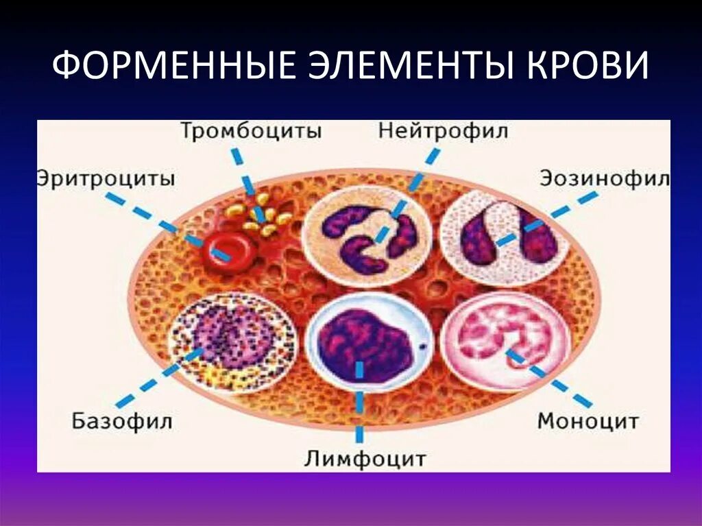 Эритроциты т лейкоциты