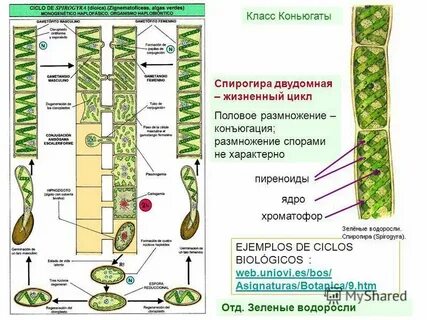Бесполое поколение улотрикса
