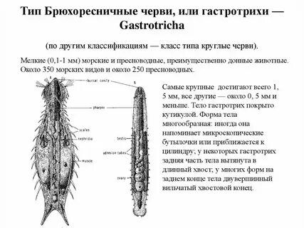 Классы круглых
