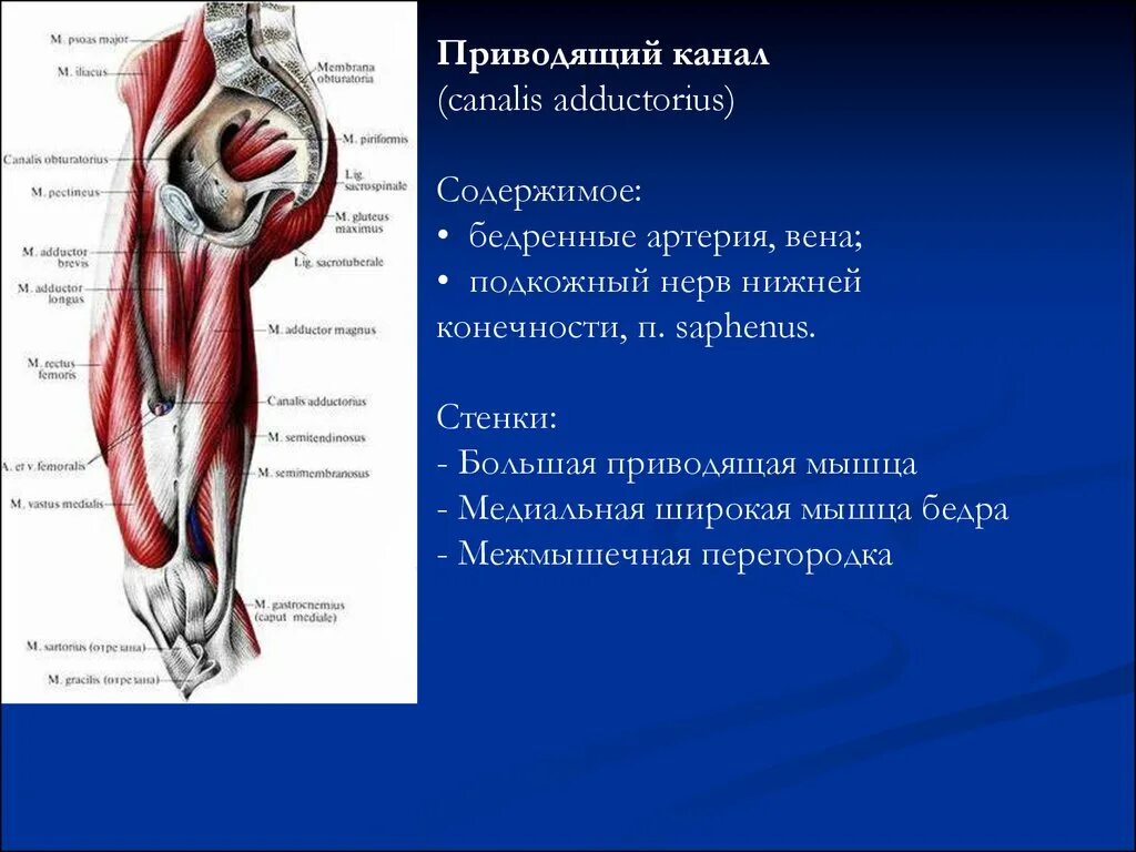 Приводящие латынь. Передняя стенка приводящего канала. Топография приводящего канала бедра. Стенки приводящего канала бедра. Приводящий канал бедра анатомия.