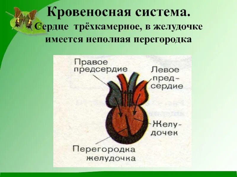 У земноводных сердце трехкамерное с неполной перегородкой. Трехкамерное сердце с перегородкой в желудочке. Трехкамерное без перегородки в желудочке. Трехкамерное сердце с неполной перегородкой в желудочке. Этрехкамеиное сердце с неполной перегородок в жедудочке.