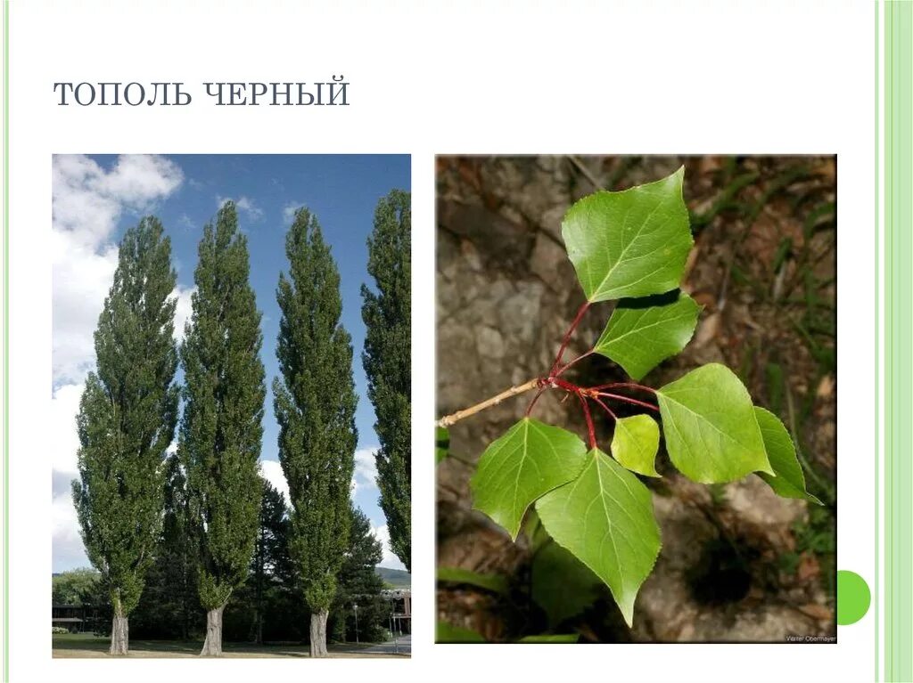 Тополь род. Тополь пирамидальный листья. тополь пирамидальный populus pyramidalis. тополь черный осокорь листья. тополь черный - populus nigra побеги.
