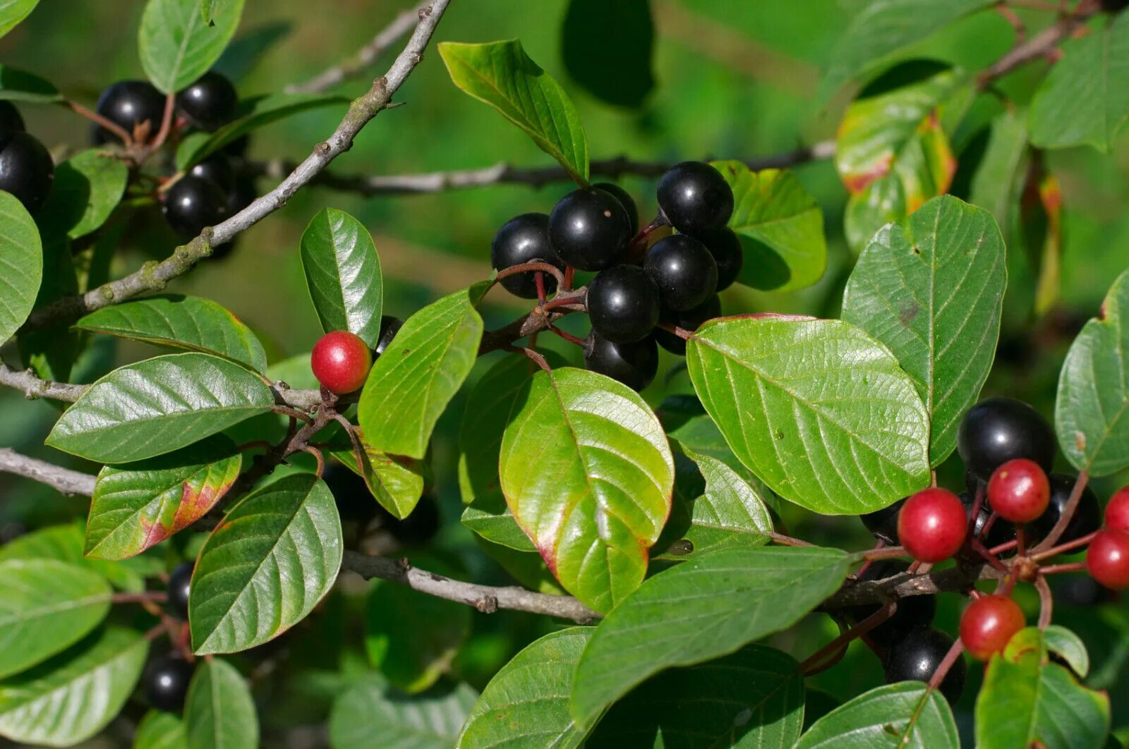 Волчья ягода Крушина. Крушина слабительная (Rhamnus cathartica). Крушина ломкая (ольховидная). Жостер вечнозеленый. Слабительные ягоды