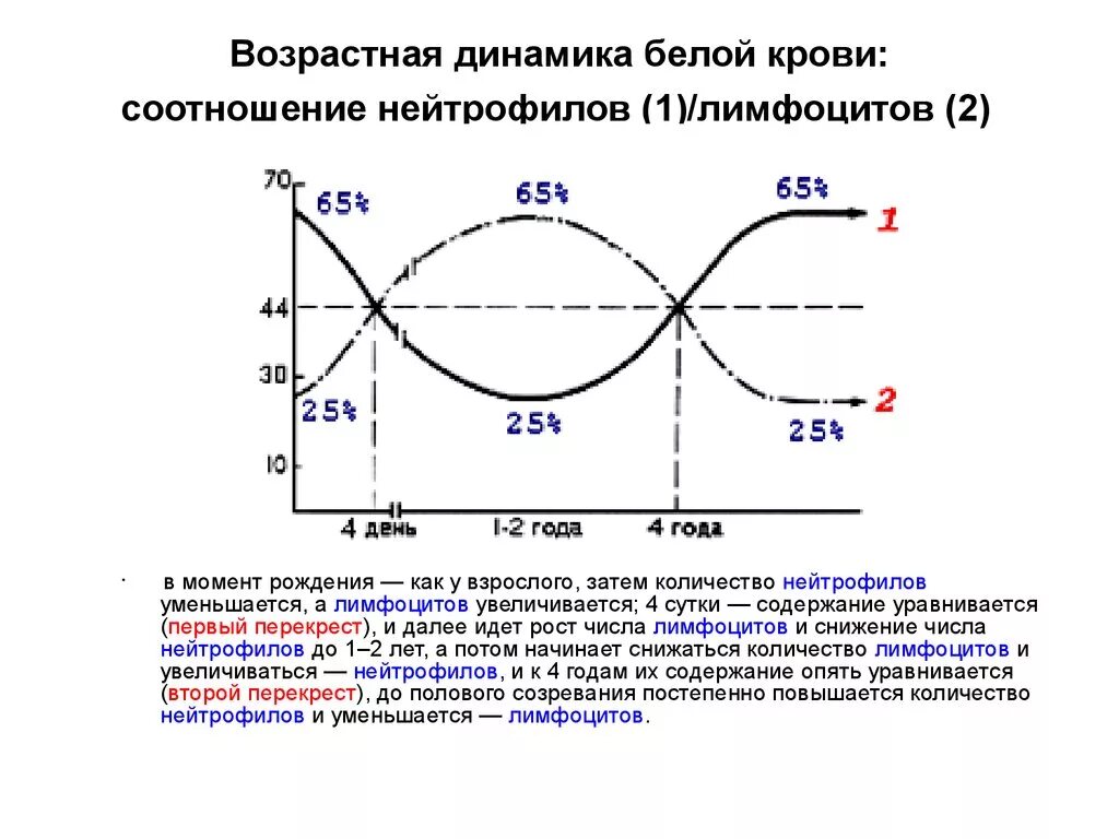 Первый и второй Перекрест нейтрофилов и лимфоцитов. Второй Перекрест в лейкоцитарной формуле. Первый физиологический Перекрест в лейкоцитарной. Физиологический Перекрест лимфоцитов. Возрастные изменения крови