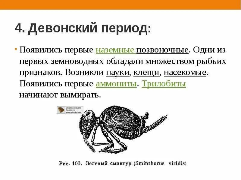 Когда появились первые позвоночные животные. Появление первых насекомых Эра. Первое насекомое в девонском периоде. В какой эре появились насекомые. Первые наземные позвоночные появились.