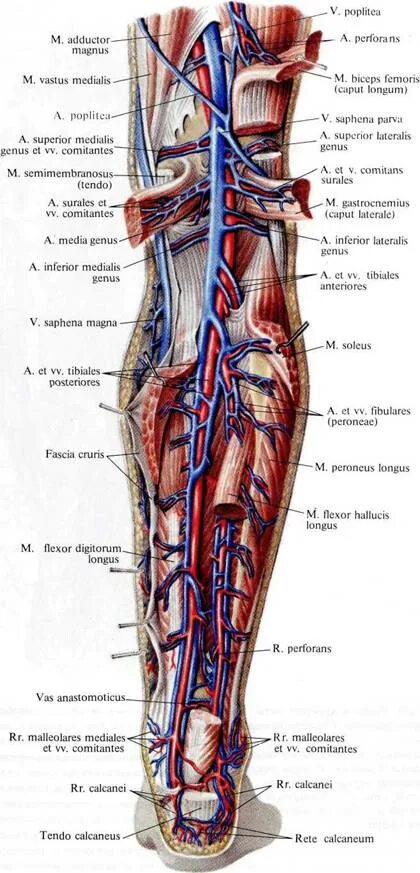 Топографическая анатомия задней большеберцовой артерии. Анатомия вен нижних конечностей человека. Задняя большеберцовая артерия анатомия. Анатомия голени сосуды и нервы. Сосуды коленного сустава