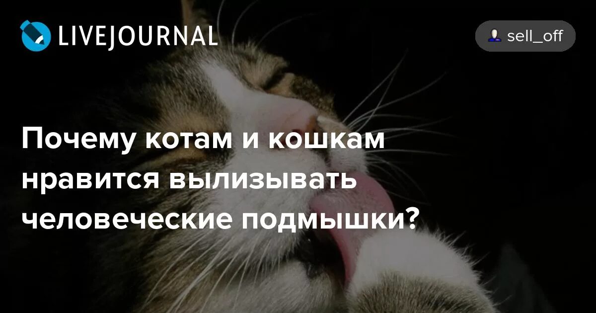 Почему кот лижет подмышки. Почему кошкам Нравится пот. Кошка лижет подмышки. Почему кошка лижет.