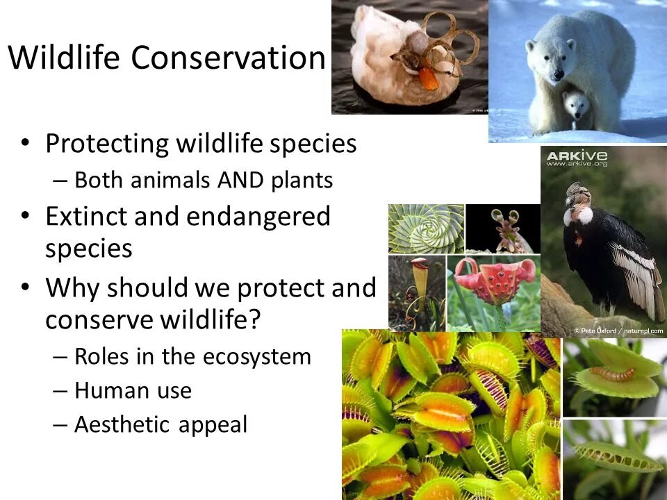 Release reduce adopt reusable endangered species. Презентация на тему protecting animals. Wildlife Conservation. Проект на тему endangered animals and Plants. Endangered species презентация по английскому языку.
