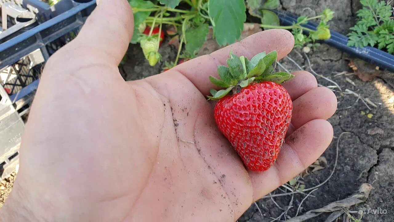 Клубника эми. Клубника ами фото. Клубника ами описание отзывы. Клубника ами описание отзывы. Клубника сорт эми.