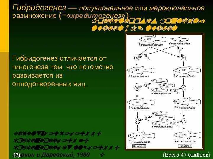 Биологическое значение гиногенеза. Биологическое значение гиногенеза
