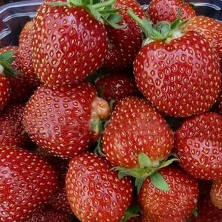Клубника кантус отзывы