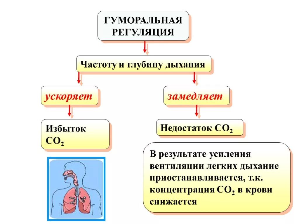 Нейрогуморальная регуляция дыхания схема. Гуморальный механизм регуляции дыхания. Схема нервно гуморальной регуляции дыхания. Гуморальная регуляция дыхания схема. Гуморальные реакции организма