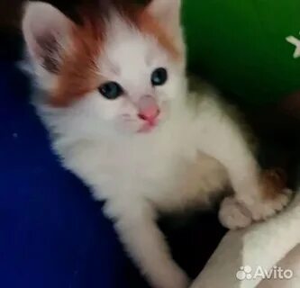 Котята в подольске в добрые