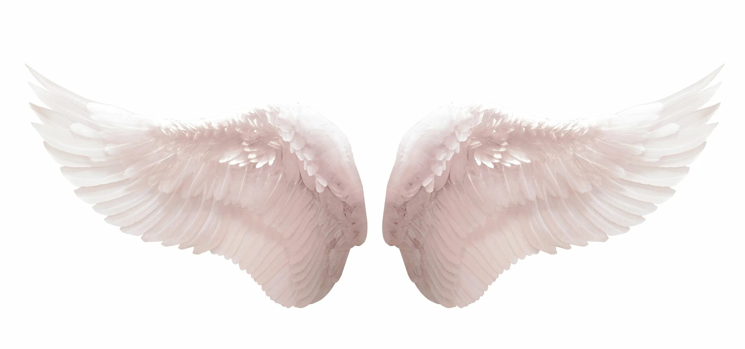 Крылья без человека. Красивые крылья. Крылья ангела розовые. Крылья тату эскиз. Крылья ангела.