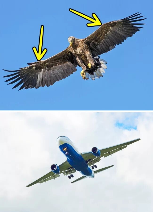 Закрылки у птиц. Это птица это самолет. Самолет и птица Бионика. Птицы и Авиация.