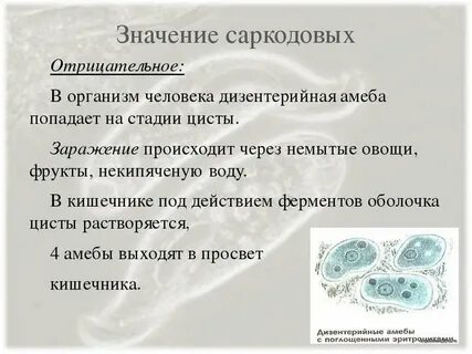 Дизентерийная амеба систематика