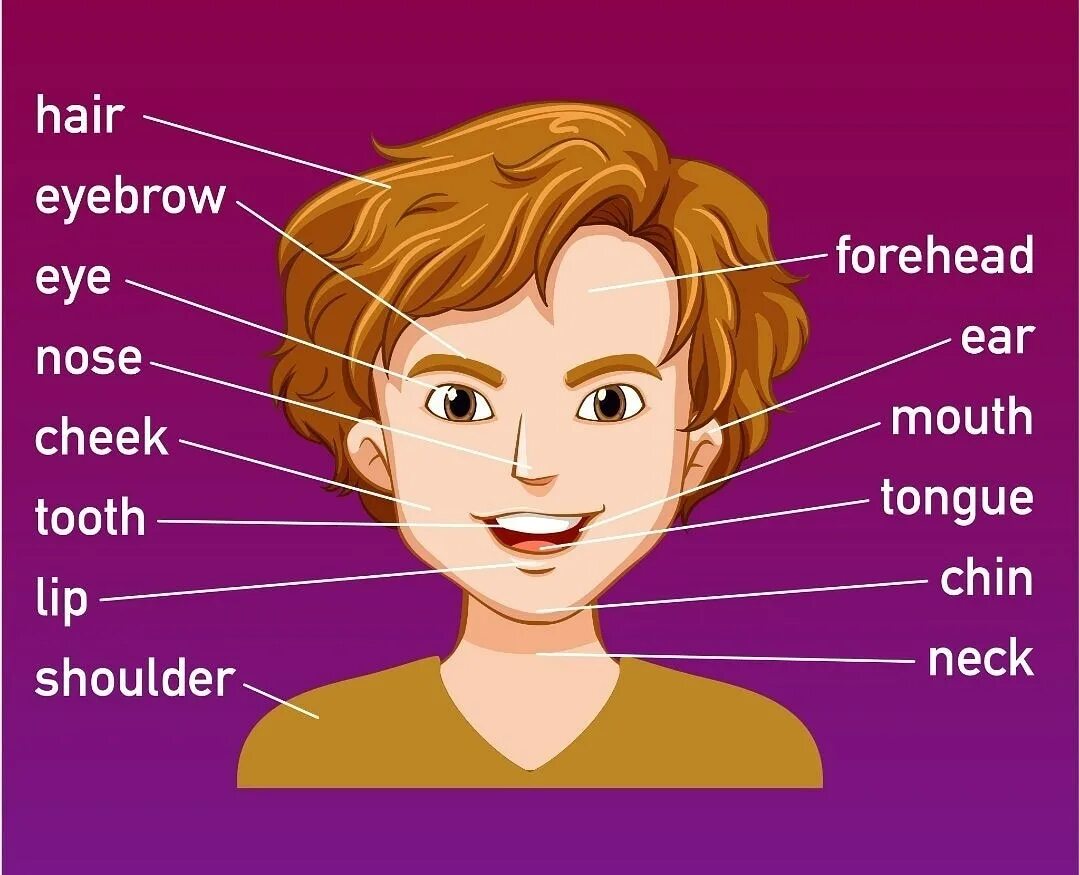 Части лица на английском. Части тела на английском. Части тела и лица на английском для детей. Части лица на английском для детей.