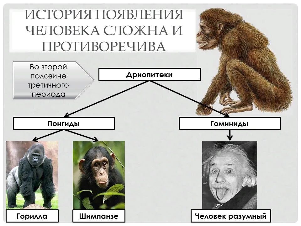 Эволюция человека дриопитек. Эволюция человека дриопитек австралопитек. Гоминиды дриопитеки. Этапы эволюции человека дриопитек. Как появились обезьяны