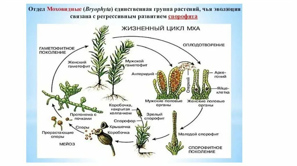 Жизненные циклы растений мхи. Цикл развития споровых растений. Отдел мохообразные таблица. Моховидные растения схема.