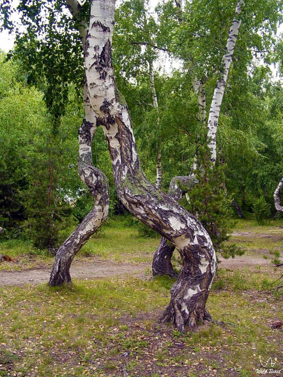 Гнуть березу. Танцующая Березовая роща Боровое. Танцующие березы Боровое Казахстан. Боровое Казахстан роща танцующих берез. Боровое Казахстан Пляшущие березы.