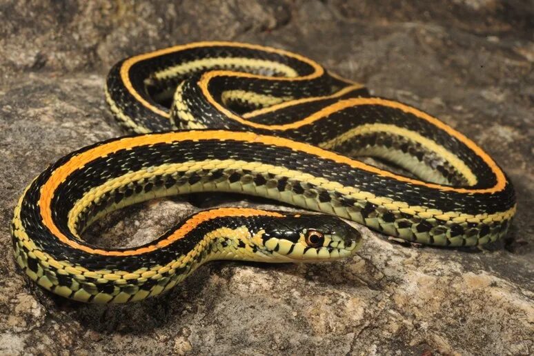 Змеи с полосками на спине. Западная подвязочная змея (Thamnophis elegans).. Подвязочная змея пестрая (Thamnophis Marcianus). Калифорнийская Краснобокая змея. Подвязочная змея черная.