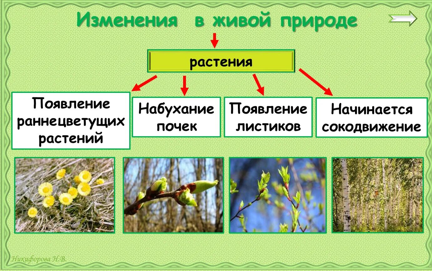 Изменения растений весной. Сезонные изменения в живой природе. Весенние изменения в живой природе. Изменения в природе весной. Изменения в природе летом 5 класс биология