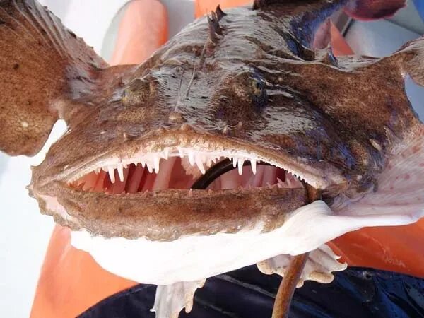 Рыба гусь. Морской гусь рыба. Утка с рыбкой. Мокрый гусь. Дикий гусь селигер.