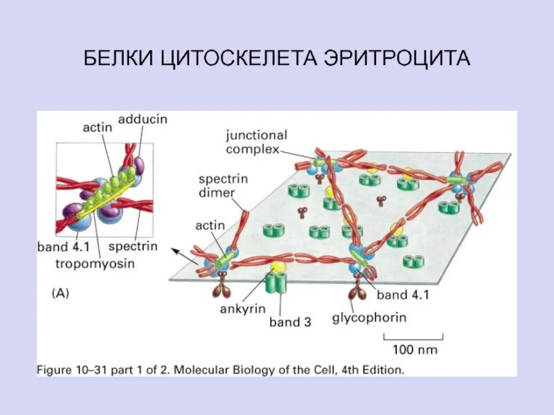 Плазмолемма эритроцита. Примембранный цитоскелет. Белки цитоскелета эритроцита. Плазмолемма и примембранный цитоскелет эритроцитов. Строение цитоскелета эритроцитов.