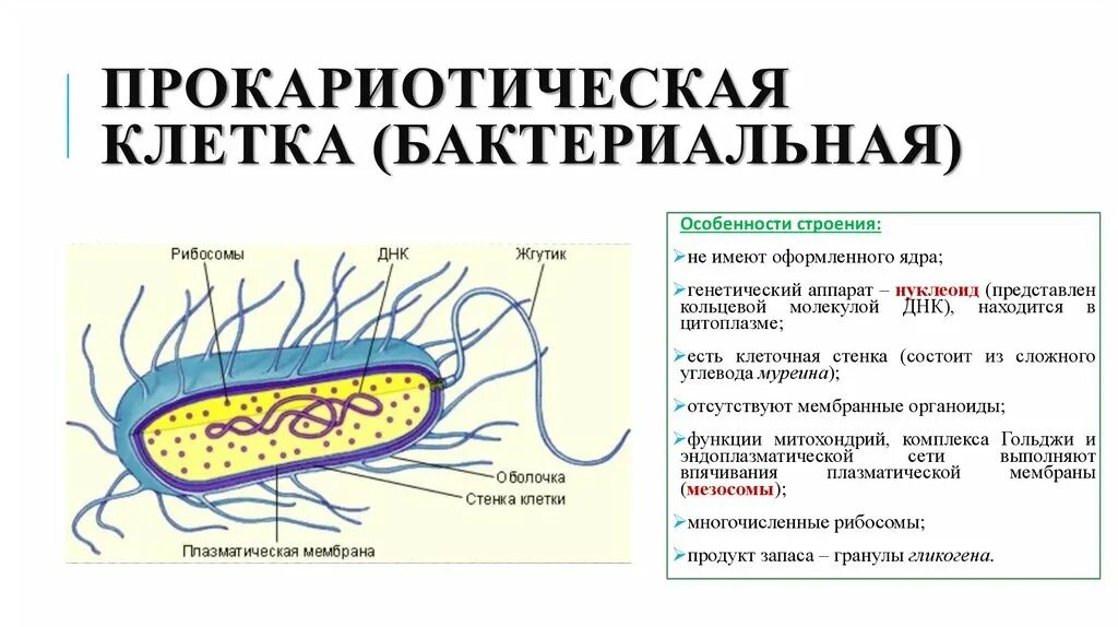 Характеристика прокариотической клетки кратко. Строение и функции прокариотической клетки 10 класс. Особенности строения прокариотической клетки. Особенности строения бактериальной прокариотической клетки. Организация прокариотических клеток