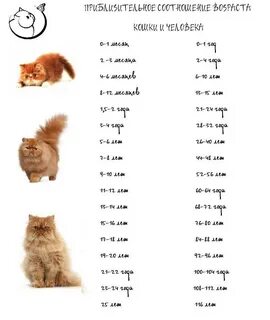 Сколько котятам лет по человеческим меркам