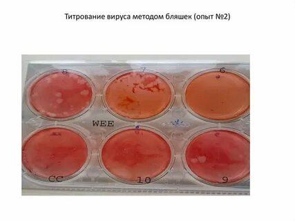 Цветная проба вирусов
