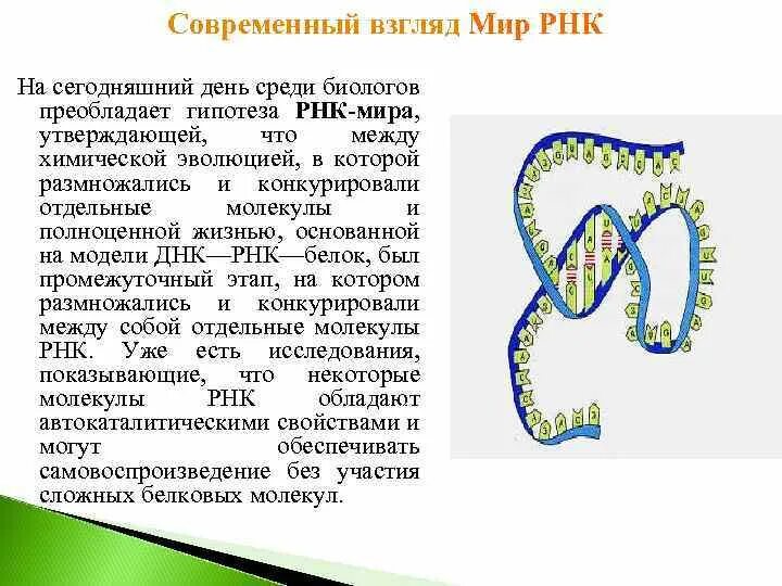 Мир РНК гипотеза.