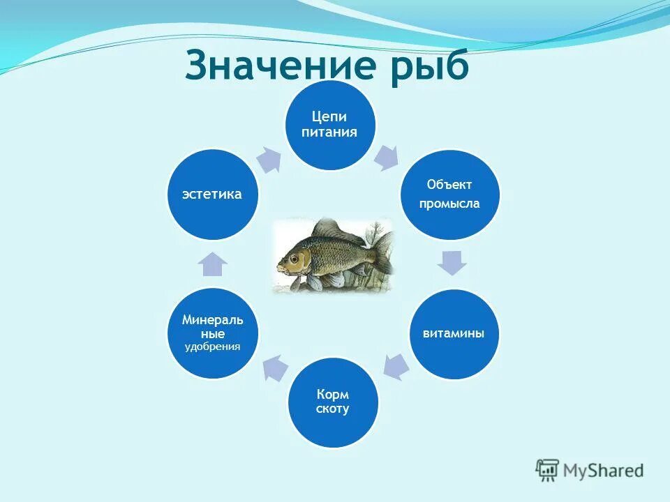 Пищевая цепочка рыб. Значение рыб. Рыбы в цепи питания схема. Группы рыб и их значение