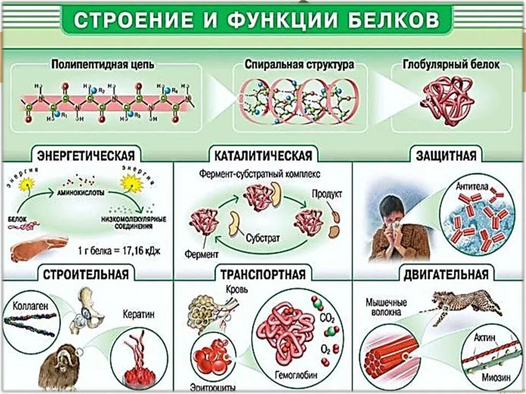 Основные белки организма