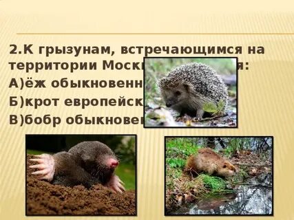 Ежи относятся к классу