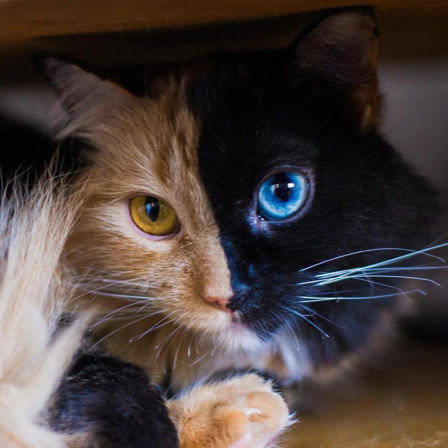 Редкие цвета кошек. Гетерохромия глаз у кошек. Коты с разными глазами. Необычные кошки.