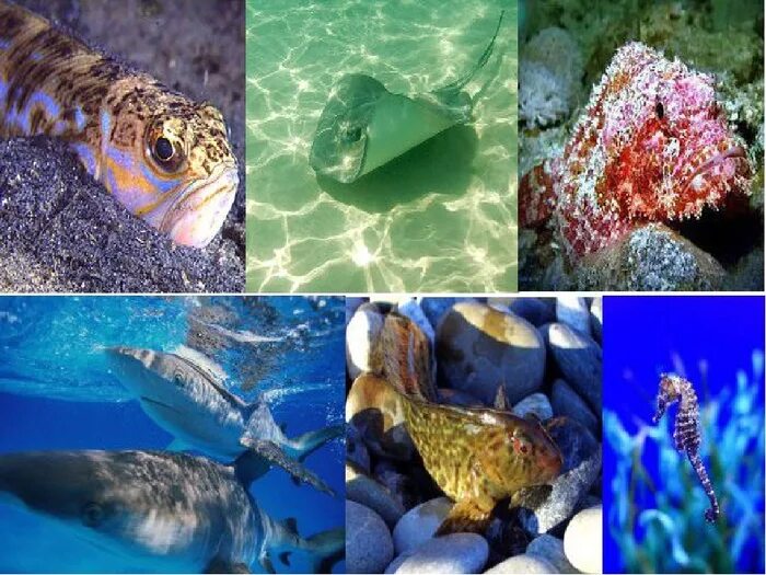 дельфин афалина в черном море. афалина в анапе дельфин. черноморская афалина в крыму. дельфин афалина крым. обитатели черного моря дельфины.