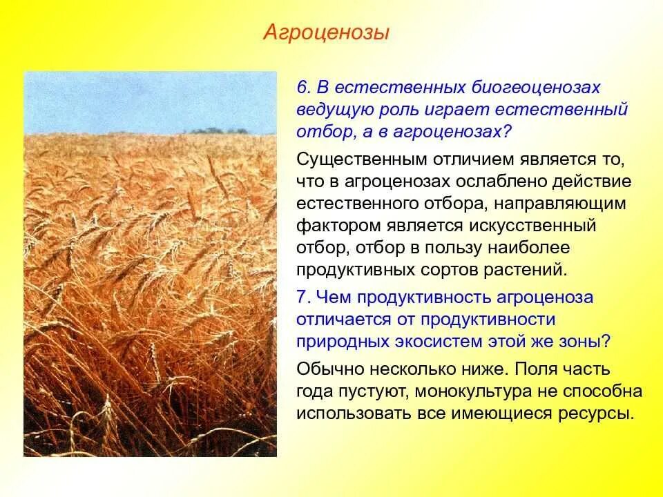 Продуценты в картофельном поле